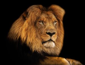 G8cc9816159fac7219d993e49b66fe1741b0b577adcc93b5ad43f3ad17b43cfa58792a296f8718494859384894c70d2c00eaaf2bffa9f583ebd1a42c693abd337 640